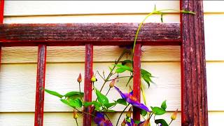 CLEMATIS TIME LAPSE FAIRFIELD IOWA [upl. by Oad]