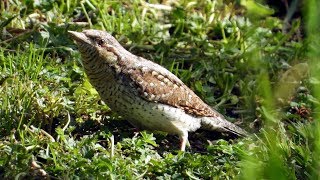 Eurasian Wryneck  Wendehals  Jynx torquilla [upl. by Nomrac]