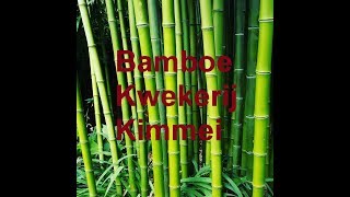 Bamboe Kwekerij Kimmei [upl. by Eelra759]