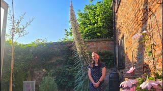 How I grew an Echium pininana in North Yorkshire [upl. by Omocaig]