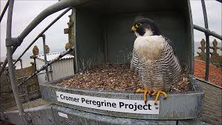 15th October 2024 Tiercel visit [upl. by Zacek]