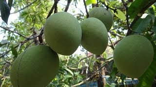 Moovandan mango tree with lot of mangoes [upl. by Adnara320]