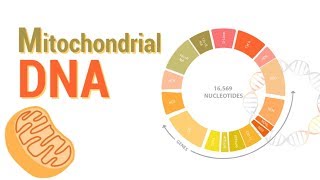 Mitochondrial DNA  mtDNA  All Mitochondrial genes detail [upl. by Yrelbmik]