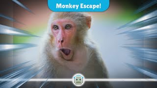 Monkeys on the Loose 25 Rhesus Macaques Captured After Great Escape from South Carolina Researc [upl. by Ubana657]