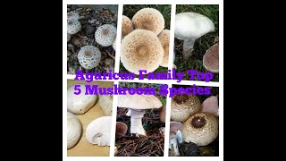 Top 5 Agaricus mushroom species [upl. by Yeldahc]