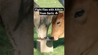 Using Allicin to fight flies 🪰 A compound which comes from Garlic livestocknutrition flycontrol [upl. by Perdita]