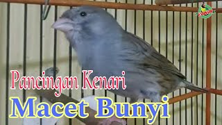 AMPUH SUARA BURUNG KENARI GACOR FULL ISIAN  MASTERAN DAN PANCINGAN KENARI MACET BUNYI [upl. by Dlanor830]