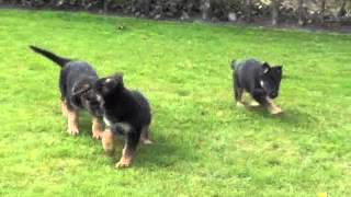 Duitse herder pups gewoon mooi [upl. by Suired670]