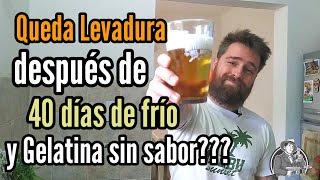 40 días frío y gelatina sin sabor Carbonatará  Cerveza Artesanal  La Birra Nostra [upl. by Joung]