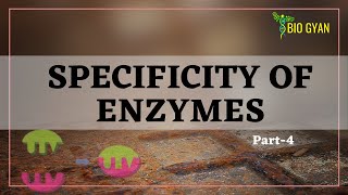 Enzymes part4  Specificity of Enzymes [upl. by Celene513]