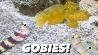 Picking A New Goby For My Pistol Shrimp  Nano Reef Tank Update Yellow Watchmen Goby Red Line Goby [upl. by Blackwell]