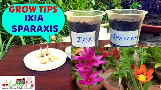 How to Grow and Plant Ixia and Sparaxis Last Year Saved and Store Bulbs at Asim Rooftop Garden [upl. by Frederik]