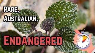 Discover a Rare Endangered Plant  Shiny Leaf Coleus [upl. by Ragucci]