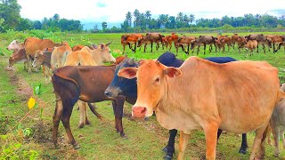 Funny Video of Herd of Cows on the Road and in the Field Eating Grass  Funny Cow Sounds [upl. by Schick135]