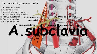 A Subclavia A Axillaris [upl. by Haidabez]