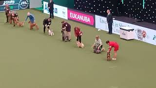 crufts 2024 Live from Birmingham [upl. by Loram]