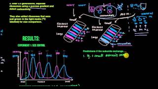 Ribosomal Subunits Exchange 173 and 174 [upl. by Yi]