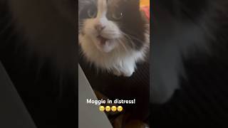 Moggie when I left the house My heart is breaking😢 cats catlover catvideos cutecat cutecats [upl. by Cohlette939]