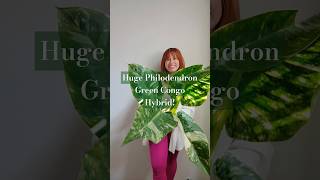 Philodendron greencongohybrid philodendrongreencongo philodendrongreencongohybrid rareplants [upl. by Zabrine]