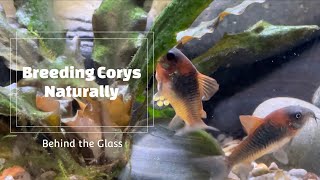 Breeding Corydoras Naturally [upl. by Ailehpo]