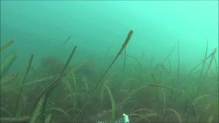 Seagrass in the Helford River [upl. by Ragucci]