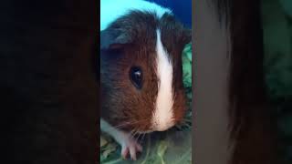 Guinea Pig Ignores Wheeks and Just Eats [upl. by Imorej]