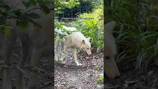 Wolven op jacht 20 kilometer teamwork zoo natuur animals [upl. by Reteip918]