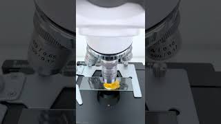 Spoiled mango magnified 400X is really cool underthemicroscope microscope scienceshorts [upl. by Madlen]