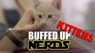 Buffed Up Nerds  Week 10  KITTEN YOGA  Viva La Dirt League VLDL [upl. by Enelym]