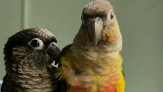 തട്ടുകടയിൽ പോകണം മിട്ടുവിനു Mittu Parrot Needs to Visit a street Food shop parrottraining [upl. by Verdha]