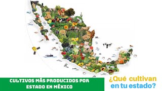 CULTIVO AGRÍCOLA más producido por ESTADO en MÉXICO🤠🚜🇲🇽 [upl. by Suaeddaht]