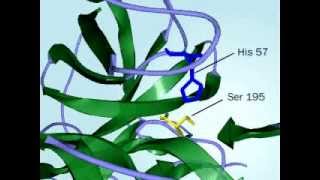 Chymotrypsin Mechanism of action of Chymptrypsin fully defined [upl. by Yhtak255]