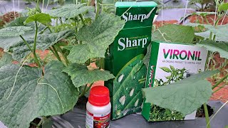 खीरा में वायरस रोग का दवा  Yellow Mosaic Virus In Cucumber [upl. by Niroc77]