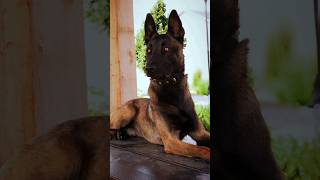 Belgian malinois face belgianmalinois malinoislovers realdogtraining reels shorts [upl. by Fihsak]