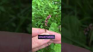 Pink Smartweed wildflowers flowers plants garden gardening nature beautiful dainty [upl. by Joshi55]