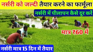 धान की नर्सरी को तेजी से कैसे बढ़ाए How to Grow Paddy Nursery Super fast  Dhan ki kheti [upl. by Ttsepmet]