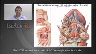 Die Mundhöhle Speicheldrüsen Zunge und Zähne  Dr SteffenBoris Wirth bei Lecturio [upl. by Sairtemed]