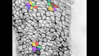 Cell Contractility amp Tissue Tension Coregulate Fgfr2Dependent Tetrads and Rosettes in Mouse Embryo [upl. by Goldberg]