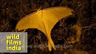 Indian Moon Moth  as large as a human hand [upl. by Fahey267]