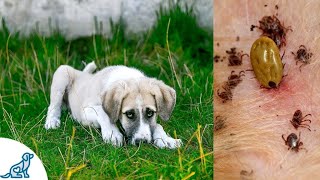 Symptoms of Lyme Disease in Dogs And Why Its SO Dangerous  Professional Dog Training Tips [upl. by Rebma]