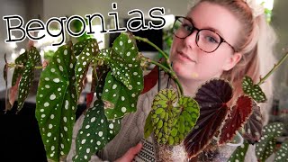 Begonia Care Propagation amp Cool Begonias You Need To Know About  Tips and Tricks [upl. by Bailey]