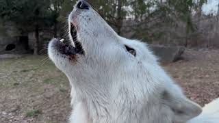 Beautiful Wolf Howls During a Winter Sunset [upl. by Annirak]