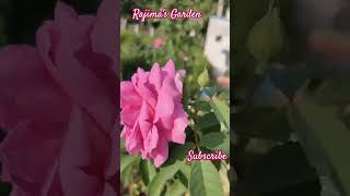 Rajimas Gardenhome gardenrose plantsrose caringrose plantsrose plants [upl. by Valerlan]