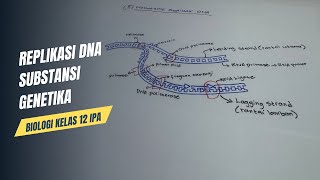 Apa itu replikasi DNA [upl. by Anastasie]