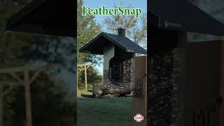 Two Tufted Titmouse Visit The FeatherSnapcam Smart Bird Feeder feathersnap birdfeedercamera [upl. by Pepita899]