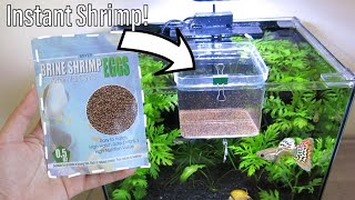 How to Hatch Brine Shrimp Eggs with NO Equipment  NO Air Pump Easy Setup [upl. by Sallad]