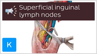 Superficial inguinal lymph nodes  Anatomical Terms Pronunciation by Kenhub [upl. by Carena]