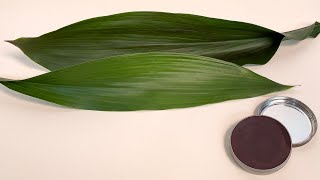 Polish Enhanced Aspidistra [upl. by Anaerol]