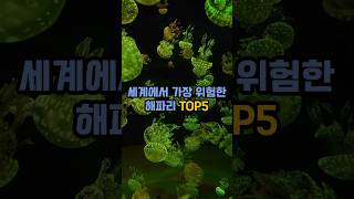 세계에서 가장 위험한 해파리 TOP5 [upl. by Wavell]