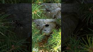 Bald Faced Hornets Daily Nest [upl. by Bernardine]